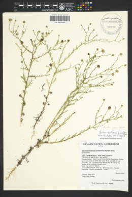 Leucosyris parviflora image
