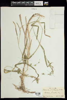 Panicum decolorans image