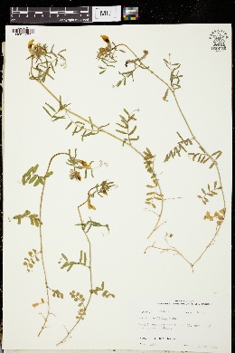 Image of Vicia grandifolia