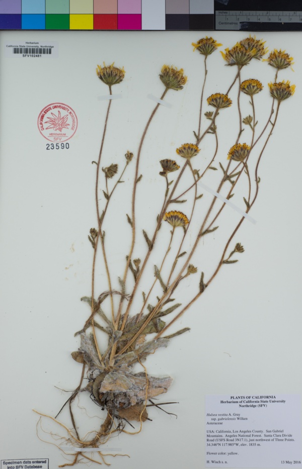 Hulsea vestita subsp. gabrielensis image