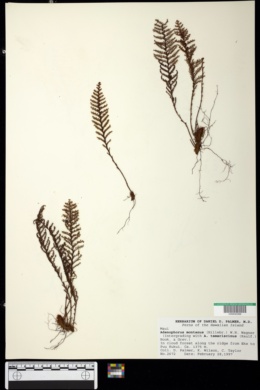 Adenophorus tamariscinus var. montanus image