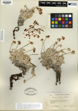 Eriogonum ovalifolium var. eximium image