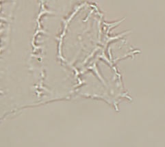 Calohypsibius ornatus image