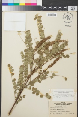 Image of Amorpha californica