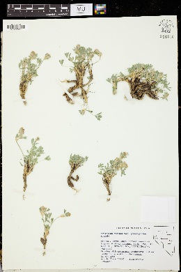 Trifolium andinum var. podocephalum image
