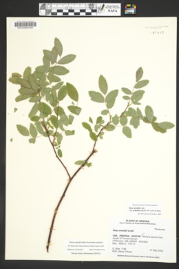 Rosa woodsii subsp. arizonica image