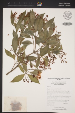 Image of Syzygium australe