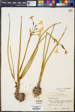 Image of Narcissus tazetta