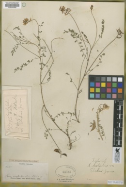 Image of Astragalus distortus
