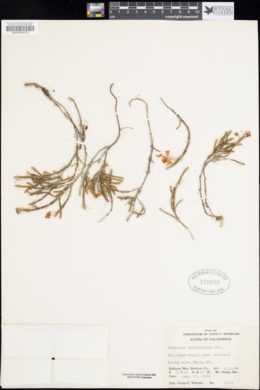 Cassiope mertensiana image