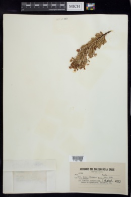 Phyllanthus comosus image