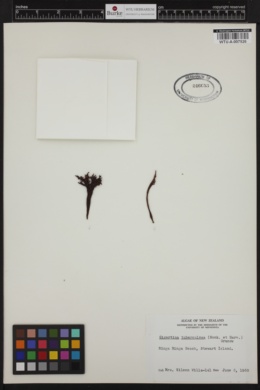 Iridaea tuberculosa image