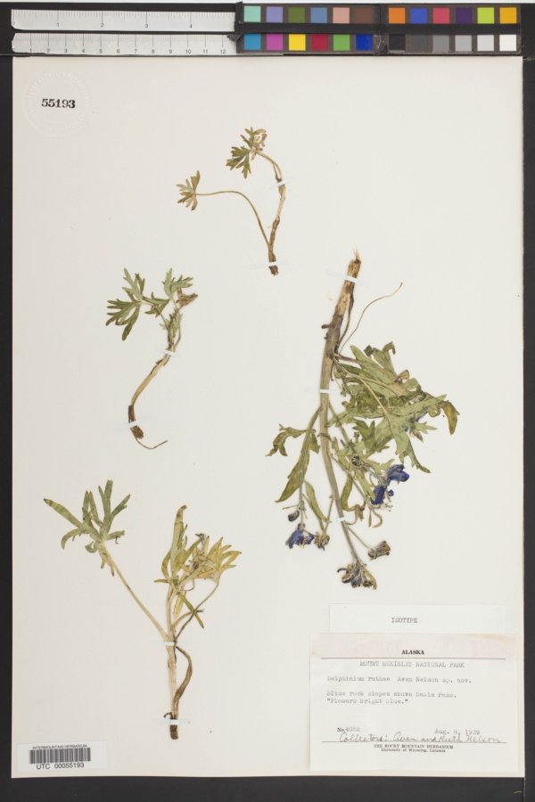 Delphinium ruthiae image