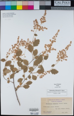 Holodiscus discolor image