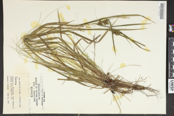 Carex intumescens image