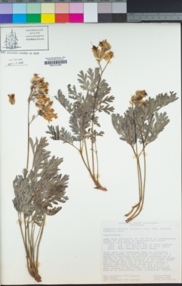 Dicentra formosa subsp. oregana image