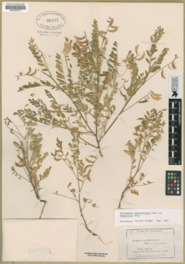 Astragalus sparsiflorus image