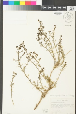 Galium angustifolium image