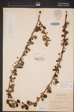 Ceanothus megacarpus var. megacarpus image