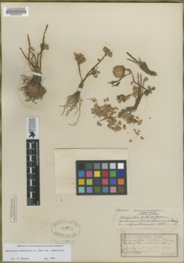 Beckwithia austinae image