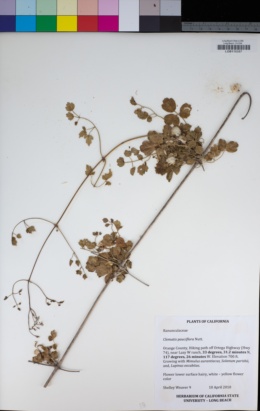 Clematis pauciflora image