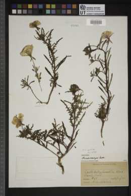 Oenothera trichocalyx image