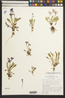 Image of Primula nevadensis