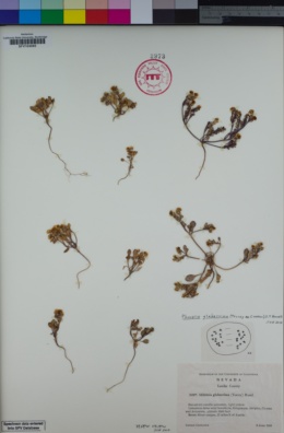 Image of Phacelia glaberrima