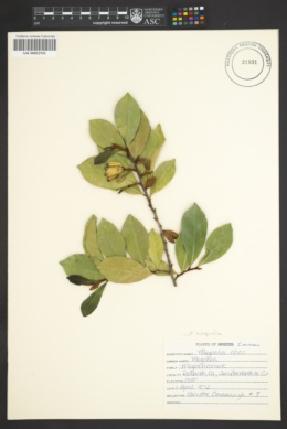 Image of Magnolia coco