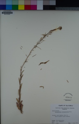 Thelypodium stenopetalum image