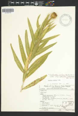 Scabrethia scabra subsp. attenuata image