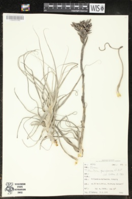 Tillandsia purpurea image