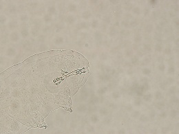 Richtersius coronifer image