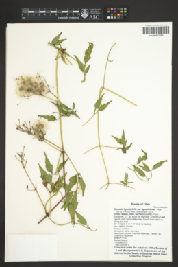 Clematis ligusticifolia var. ligusticifolia image