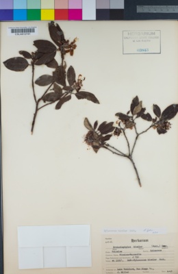 Xylococcus bicolor image