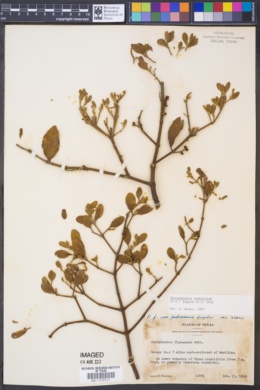 Phoradendron serotinum ssp. tomentosum image