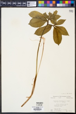 Image of Muricauda dracontium