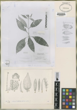 Image of Geissomeria longiflora