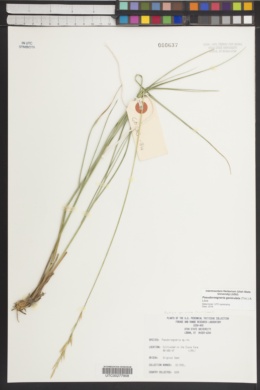 Pseudoroegneria geniculata image
