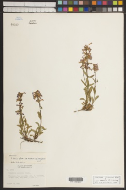 Penstemon procerus subsp. modestus image