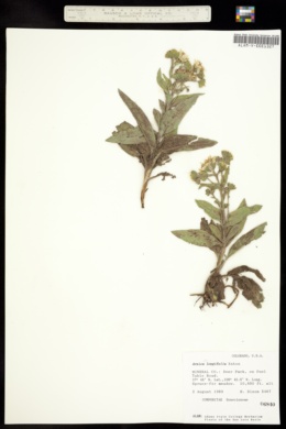 Image of Arnica longifolia