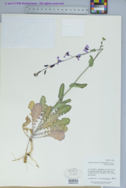 Image of Streptanthus platycarpus
