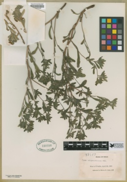 Nama origanifolia image