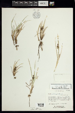 Carex hermannii image