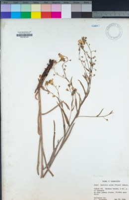 Hackelia diffusa image