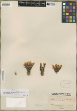 Image of Echinocereus perbellus