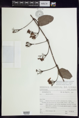 Stigmaphyllon blanchetii image