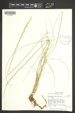 Thinopyrum elongatum image