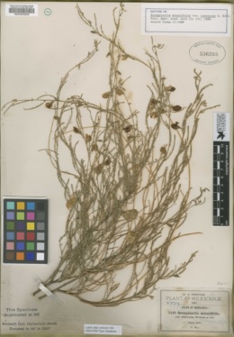 Brongniartia minutifolia var. canescens image