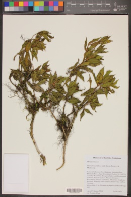 Henriettea uniflora image